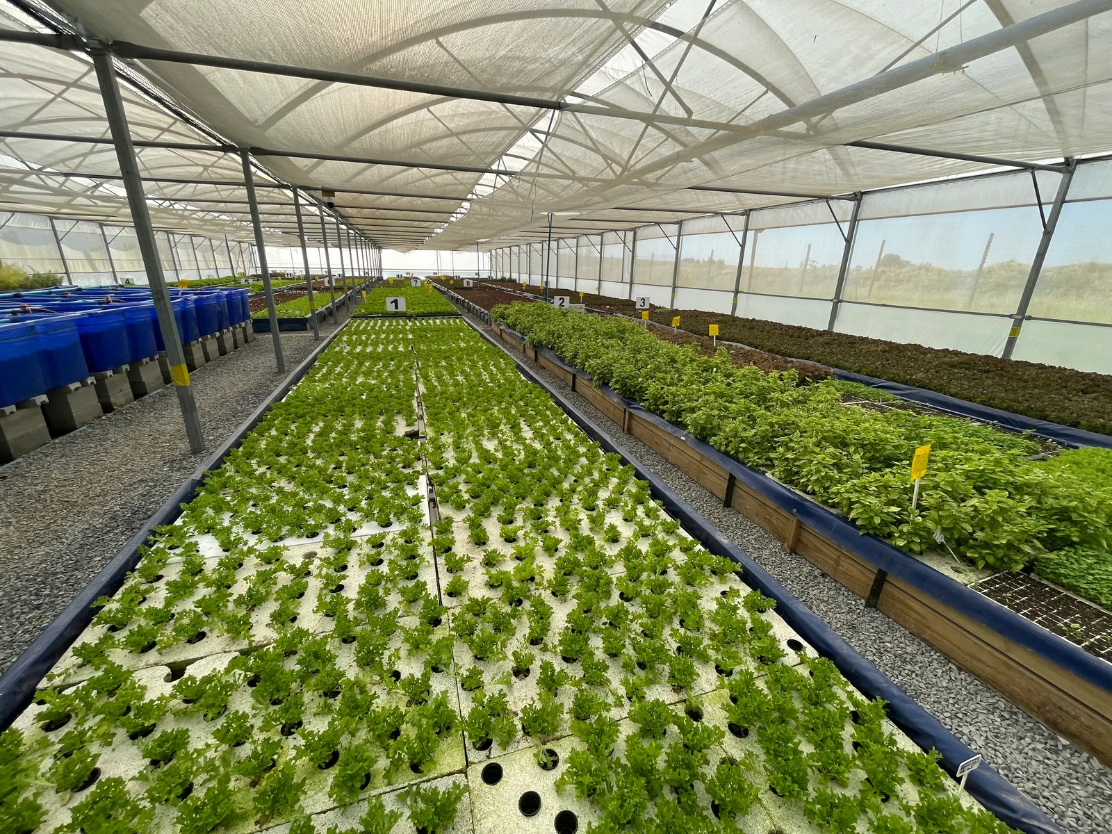 Commercial greenhouse aquaponics and fish farming installation
